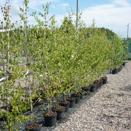 Betula pendula Silver Birch Tree - Potted | ScotPlants Direct
